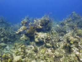 67 Reef IMG 3285